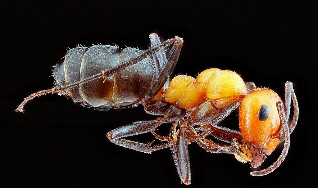 Ant Control service in Middletown, CT