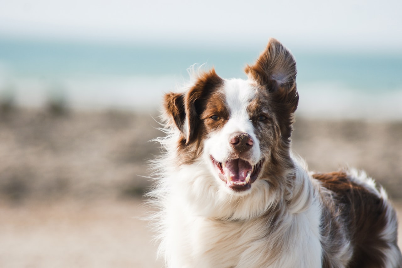 Flea & Tick Control service in Middletown, CT