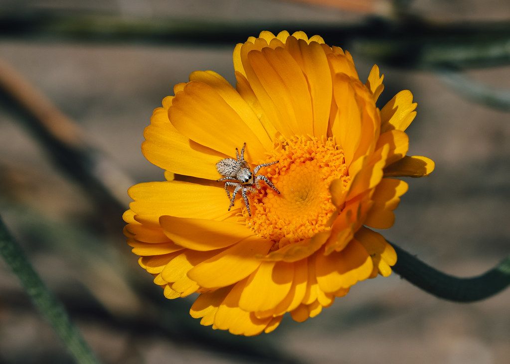 Spider Control service in Middletown, CT